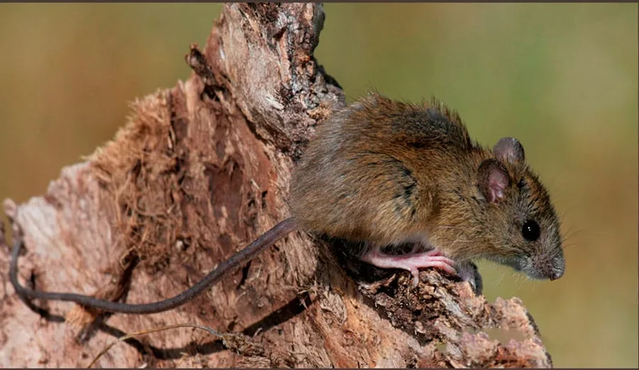 raton colilargo