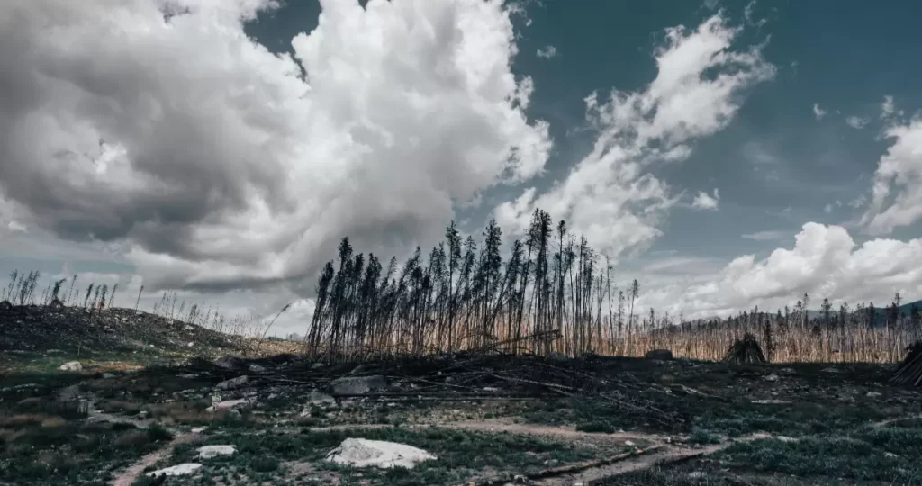 Desarrollan árboles nativos más resistentes al fuego 1 arboles