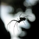 Foto arana de rincon