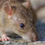 virus hanta chile 750x400 1