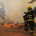 Forestal 12 scaled 1