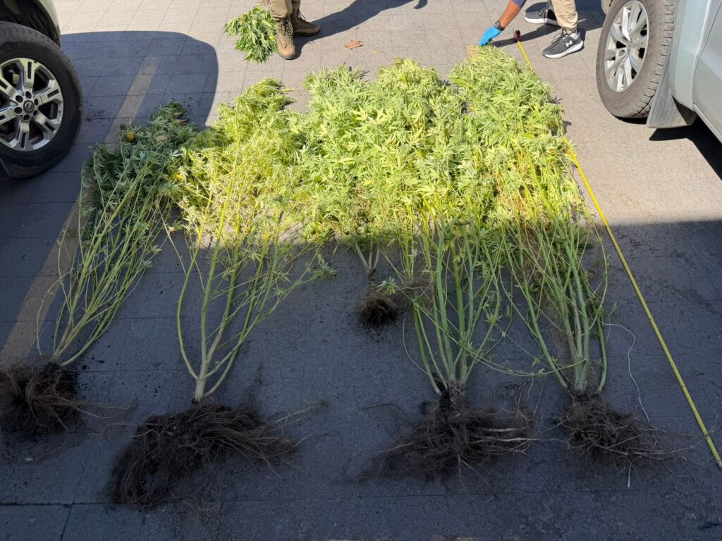 WhatsApp Image 2026 03 18 at 12.59.09