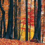 pexels valiphotos 589828 e1774038078725 740x430 1