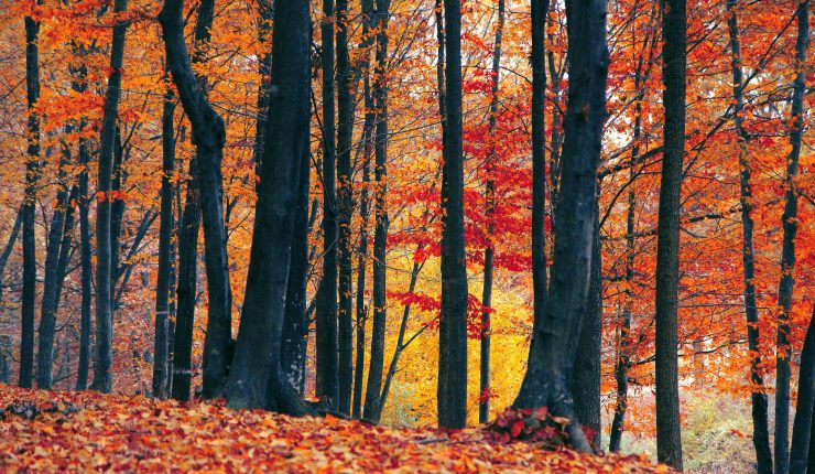 pexels valiphotos 589828 e1774038078725 740x430 1