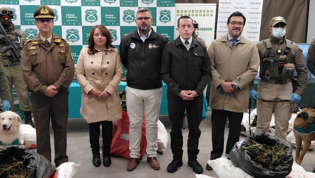 Incautan mas de 11 mil plantas de marihuana en Rengo en operativo historico contra el narcotrafico