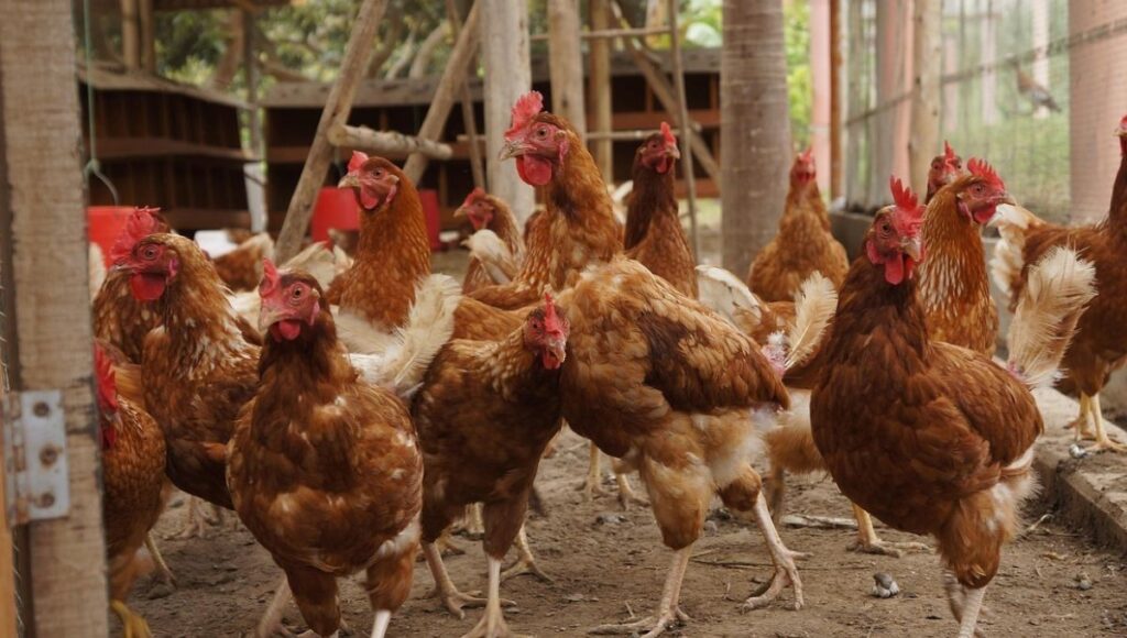 Seremi de Agricultura de OHiggins llama a reforzar medidas de seguridad