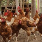 Seremi de Agricultura de OHiggins llama a reforzar medidas de seguridad