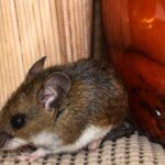 Chile registra 39 casos de hantavirus y 13 fallecidos durante 2026