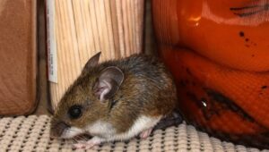 Chile registra 39 casos de hantavirus y 13 fallecidos durante 2026