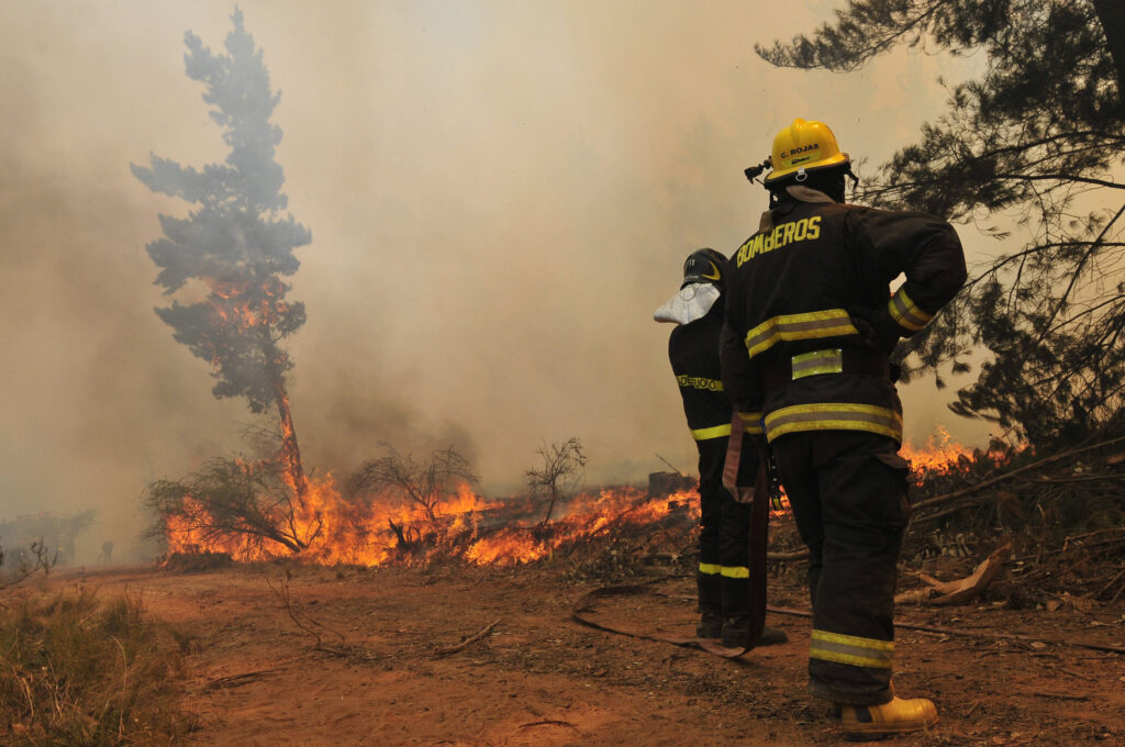 Forestal 12 scaled 1