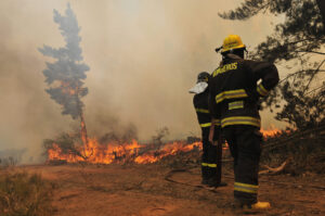 Forestal 12 scaled 1
