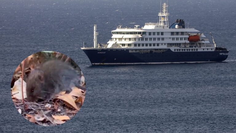 Imagen editada del crucero MV Hondiu y el raton de cola larga 768x432 1