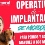 Municipalidad de Romeral realizara operativo gratuito de implantacion de microchip para mascotas