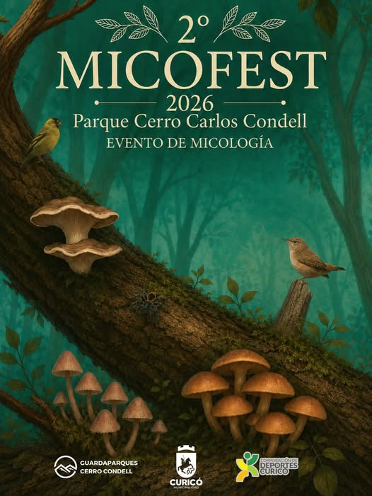 Parque Cerro Condell de Curicó se prepara para la segunda versión del Micofest 2026 2 744536325 1025306953763511 2020949592973012576 n