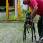 Cámara de Diputados aprueba proyecto que prohíbe las carreras de perros en todo Chile