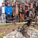 Parras de casi 200 años vuelven a echar raíces en el corazón del Maule