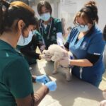 Municipalidad de Romeral realizará operativo veterinario para perros y gatos