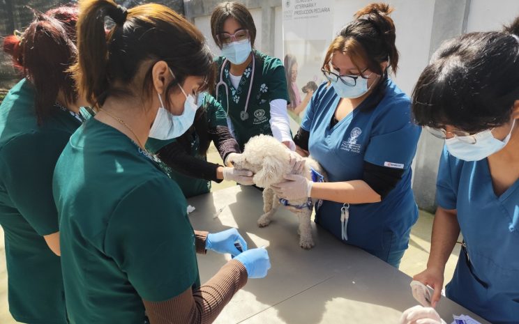 veterinaria 4 744x465 1